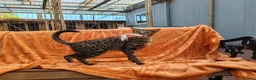 Savannah cats for sale: F3 Girl Brown Spotted Savannah TICA - Advert 4