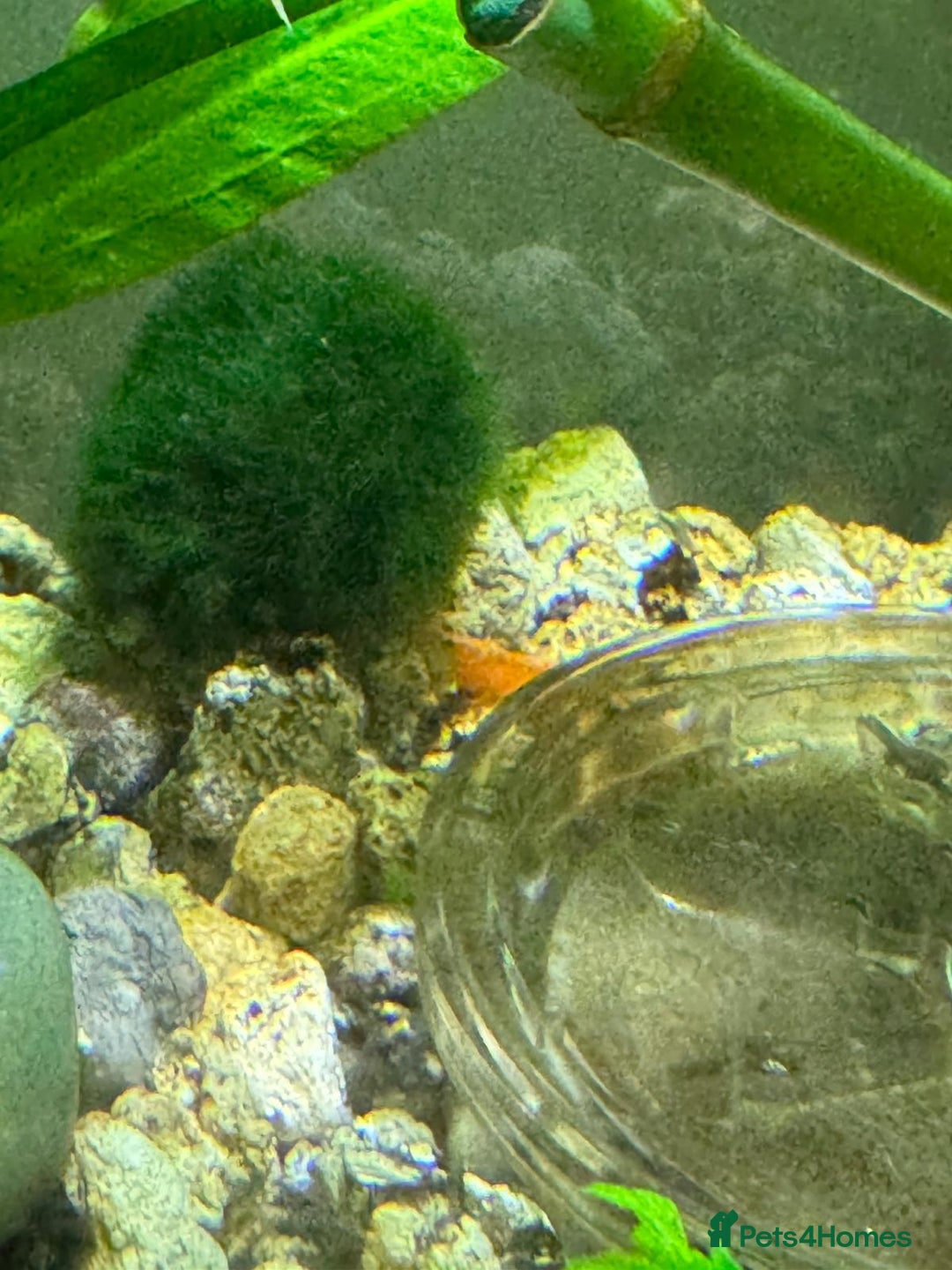 Shrimps fish for sale: Shrimp and rabbit snails  - Advert 1