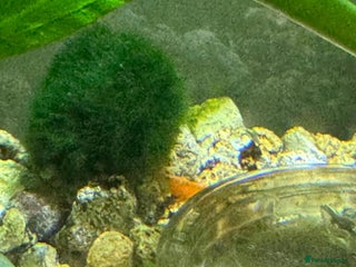 Shrimps fish Shrimp and rabbit snails - Advert 1