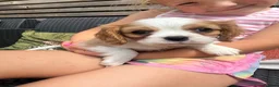 Cavalier King Charles Spaniel dogs for sale: Stunning hereditary clear KC one boy left - Advert 5