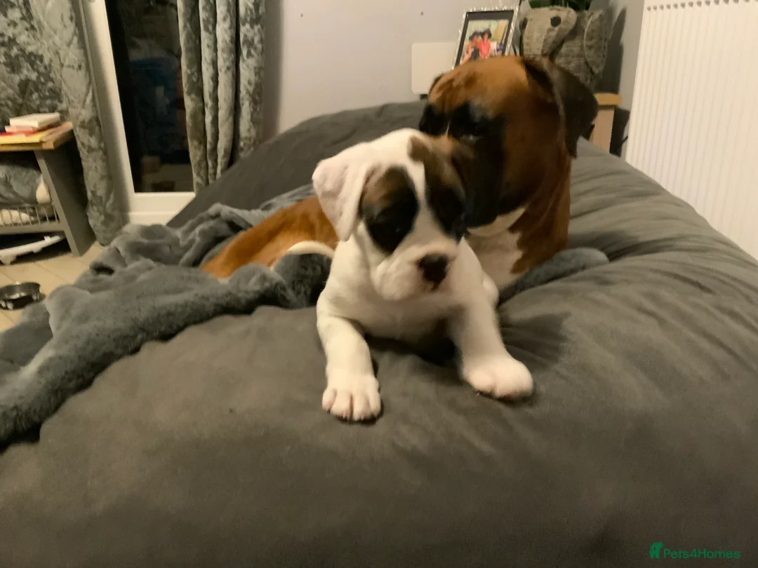 Boxer dogs for sale: Stunning White boy. - Advert 20