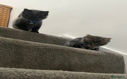 Mixed Breed cats for sale: 1 handsome boy for sale - Image 2