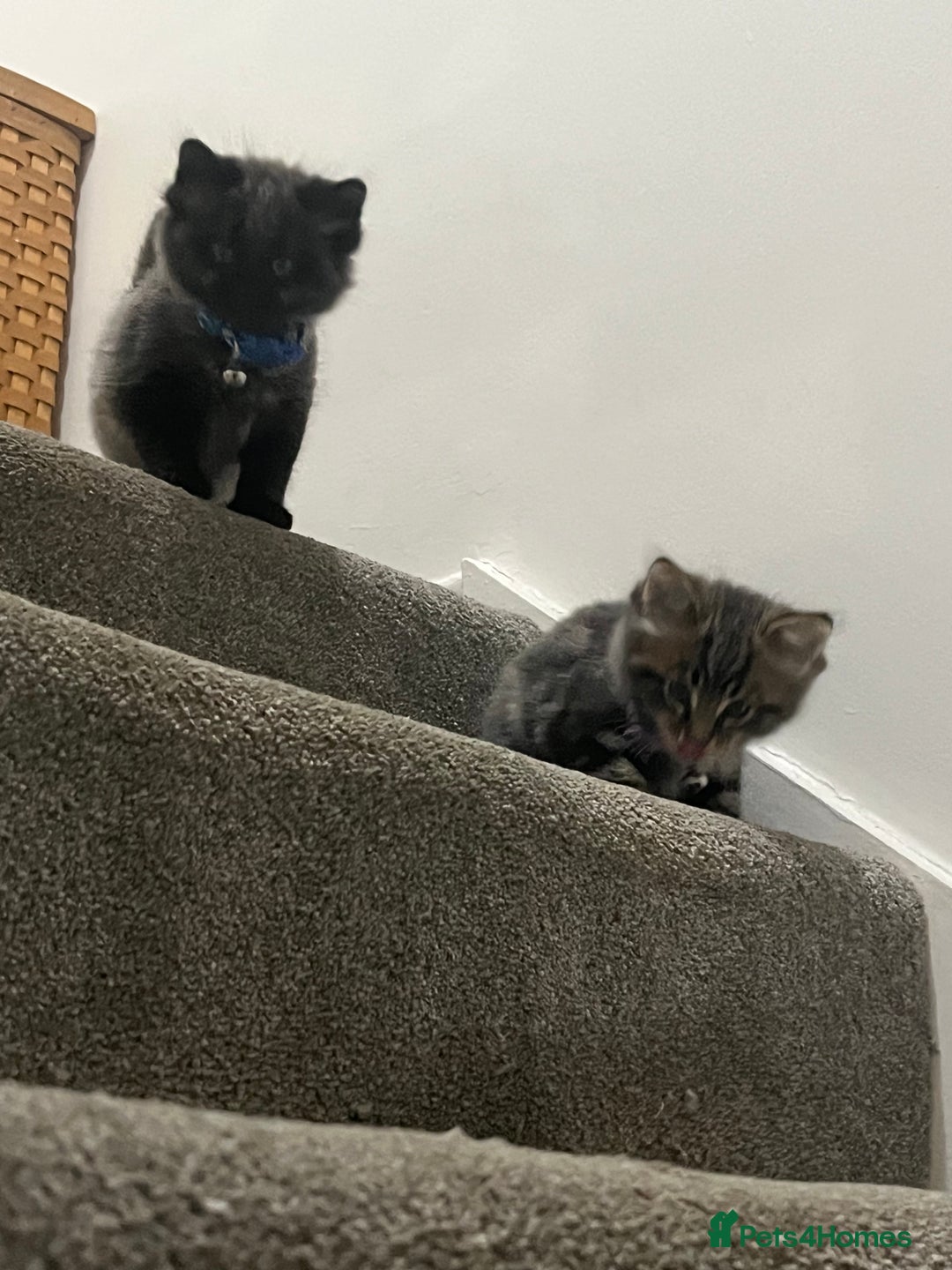 Mixed Breed cats for sale: 1 handsome boy for sale - Image 2