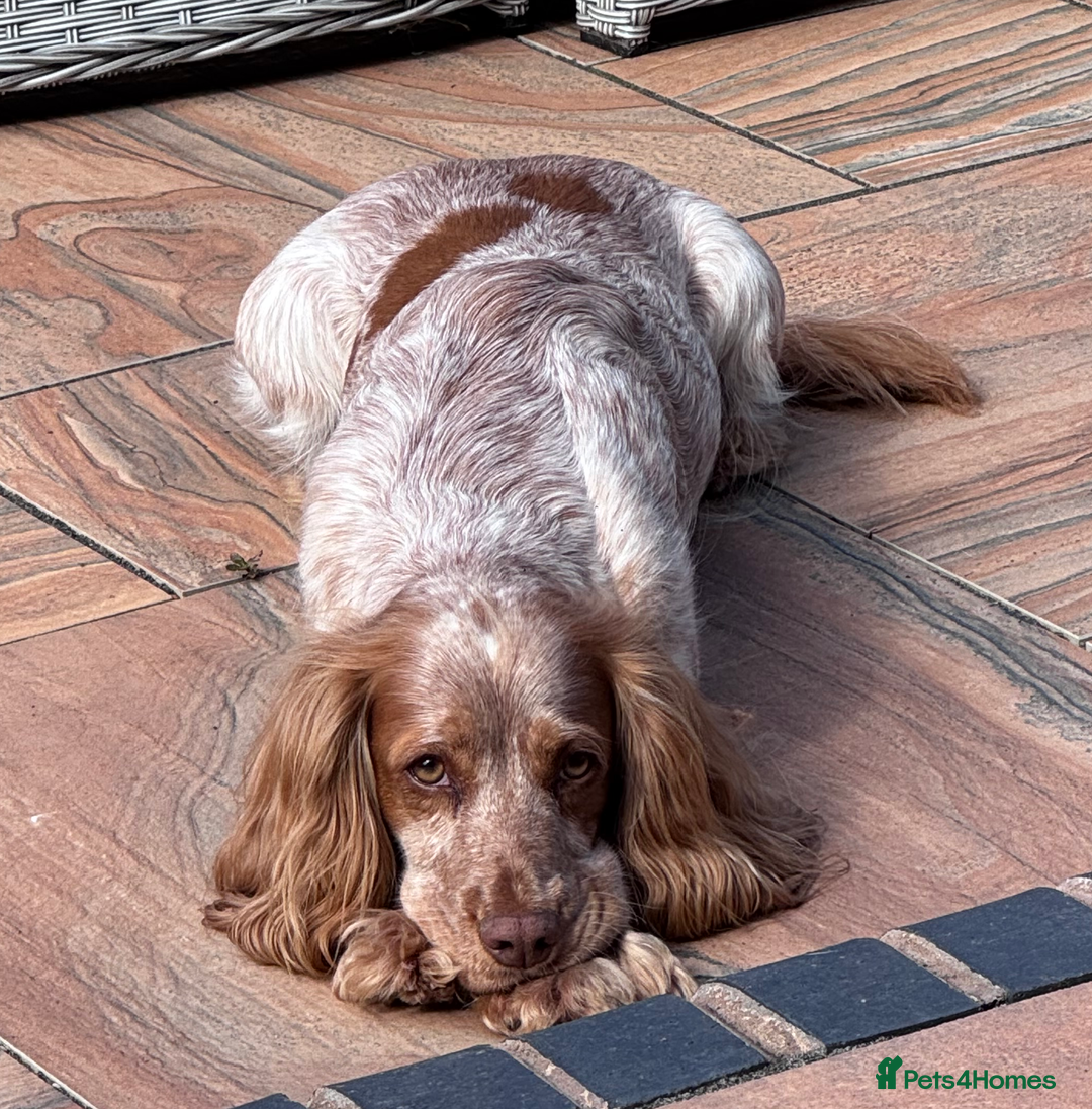 Cocker Spaniel dogs for sale: Pedigree Working Cocker Spaniel Puppies - Image 10