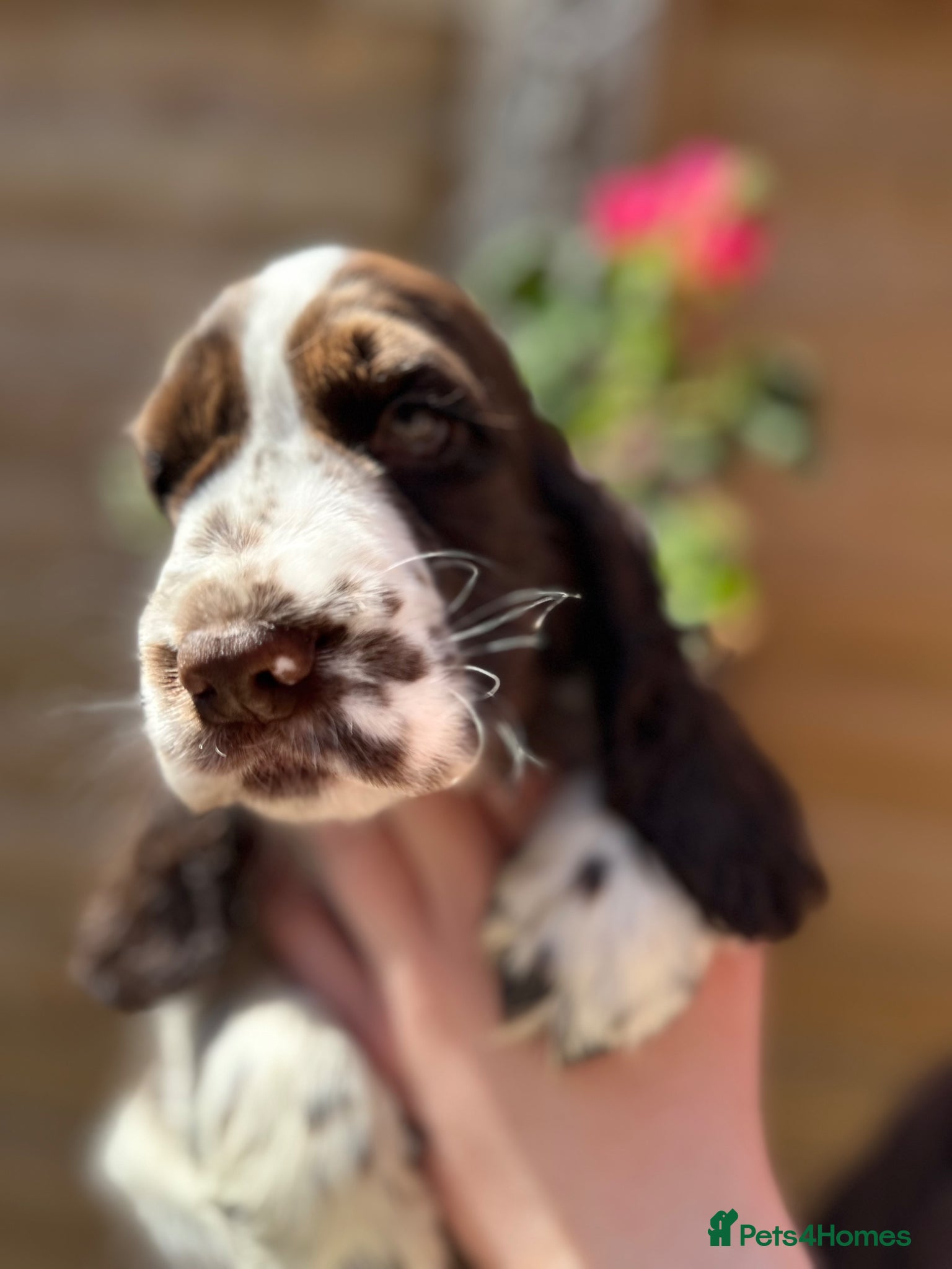 Cocker Spaniel dogs 2 beautiful KC show cocker spaniels  - Advert 17