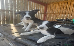 Border Collie dogs for sale: 3 males left .. female now sold! - Image 11