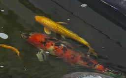 Koi Carp fish for sale: Koi carp  - Image 1