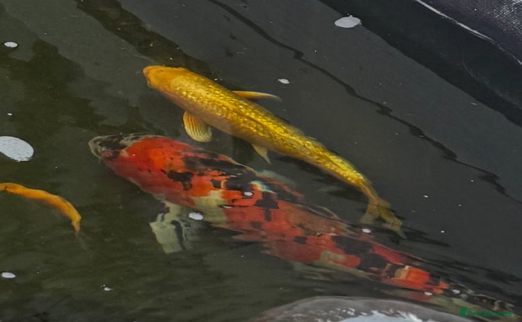 Koi Carp fish - Advert 1