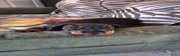 Dachshund dogs for sale: Charlie 10 weeks  - Advert 2