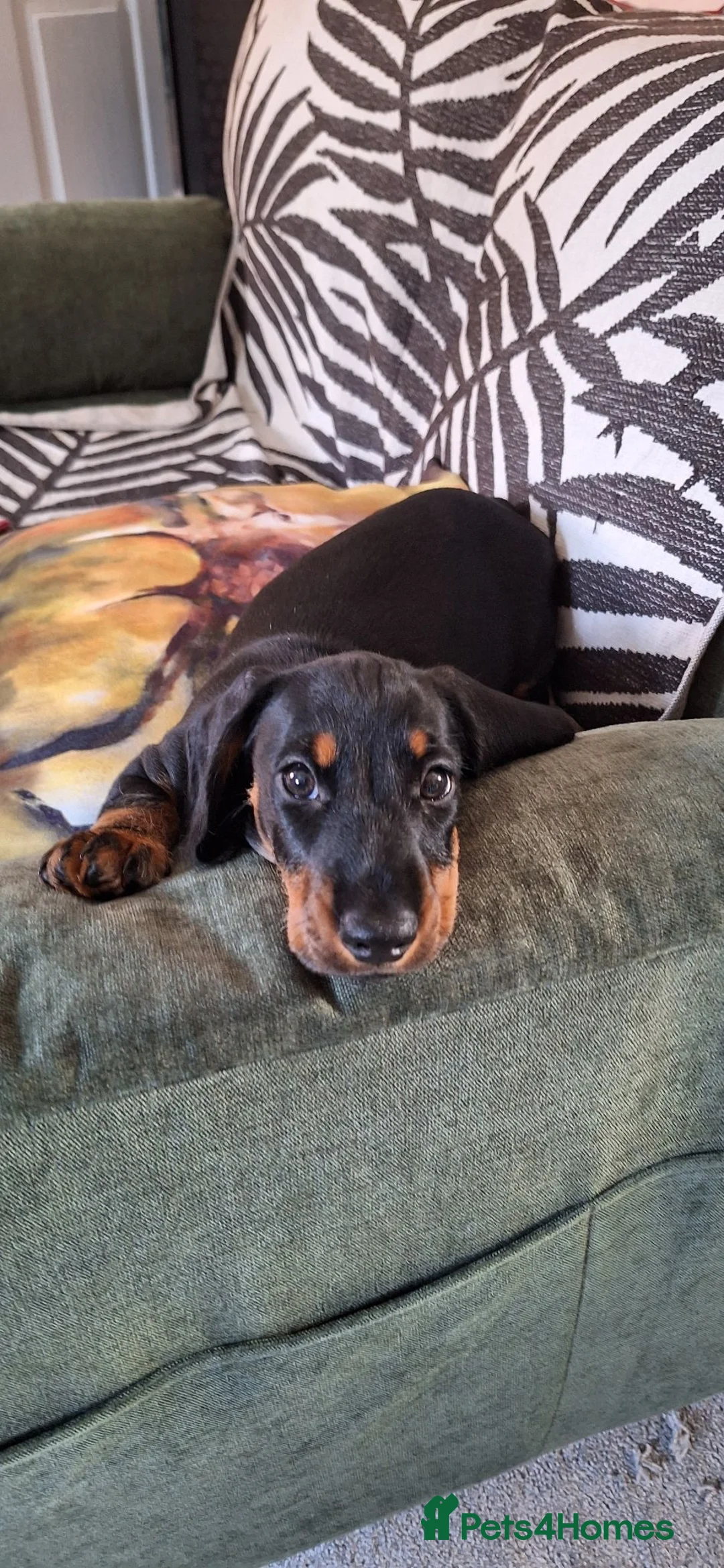 Dachshund dogs for sale: Charlie 10 weeks  - Advert 2