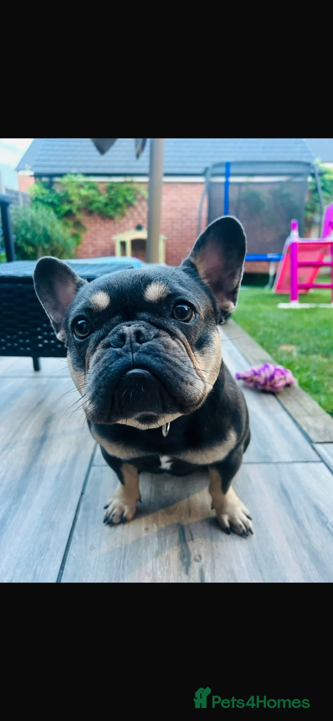 French Bulldog dogs for sale: 1 year old French bulldog - Advert 1