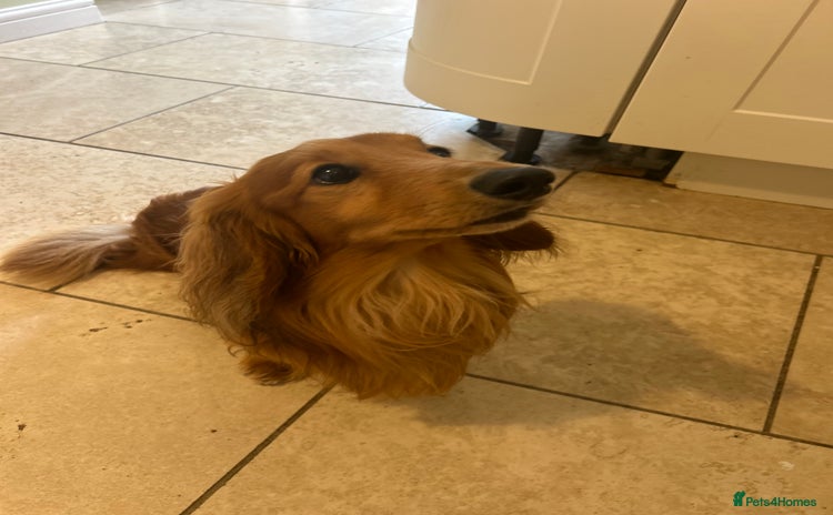 Dachshund dogs - Advert 1