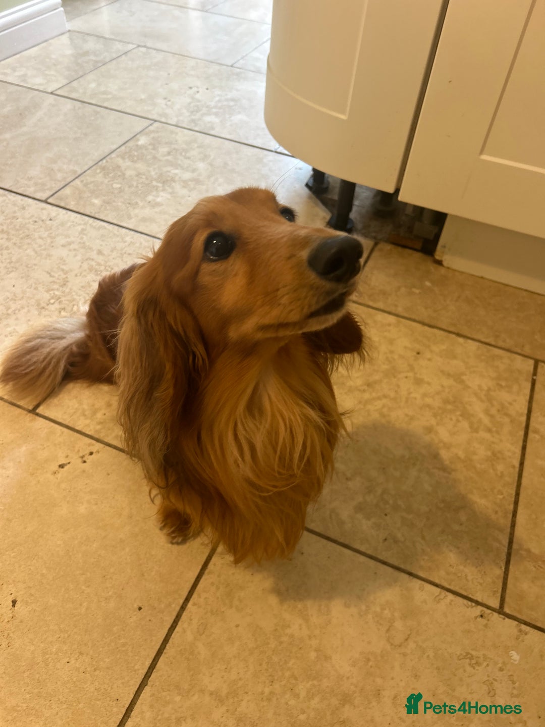 Dachshund dogs for stud: Gorgeous Boy Available as a Stud Dog - Image 1