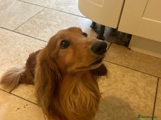 Dachshund dogs - Advert 6