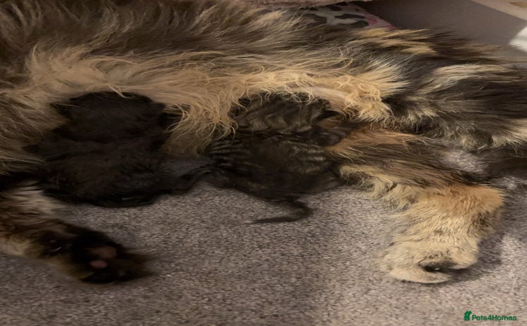 British Longhair cats - Advert 2