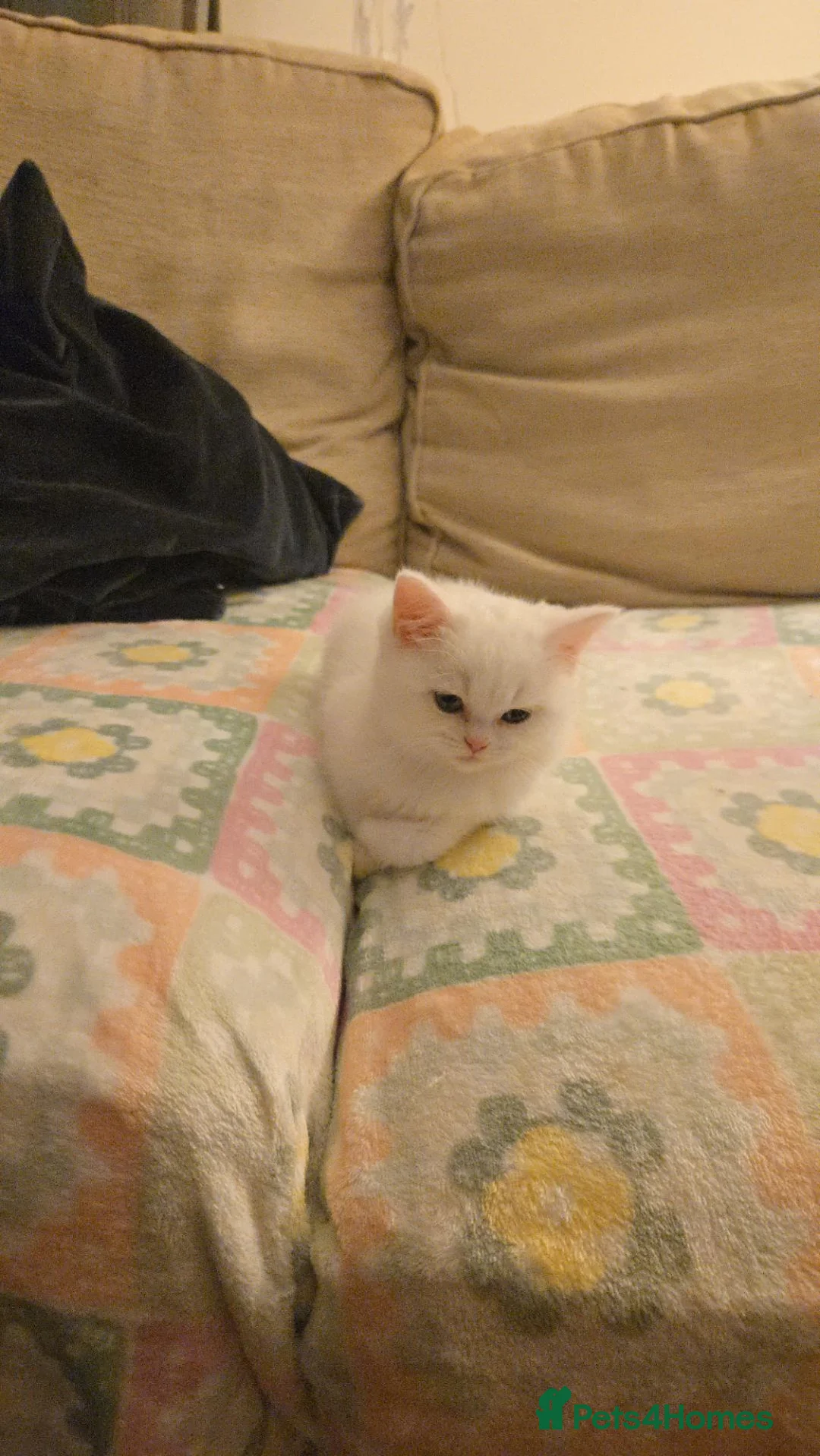 Scottish Fold cats for sale: Scottish straight kitten for sale  in Leeds - Advert 12