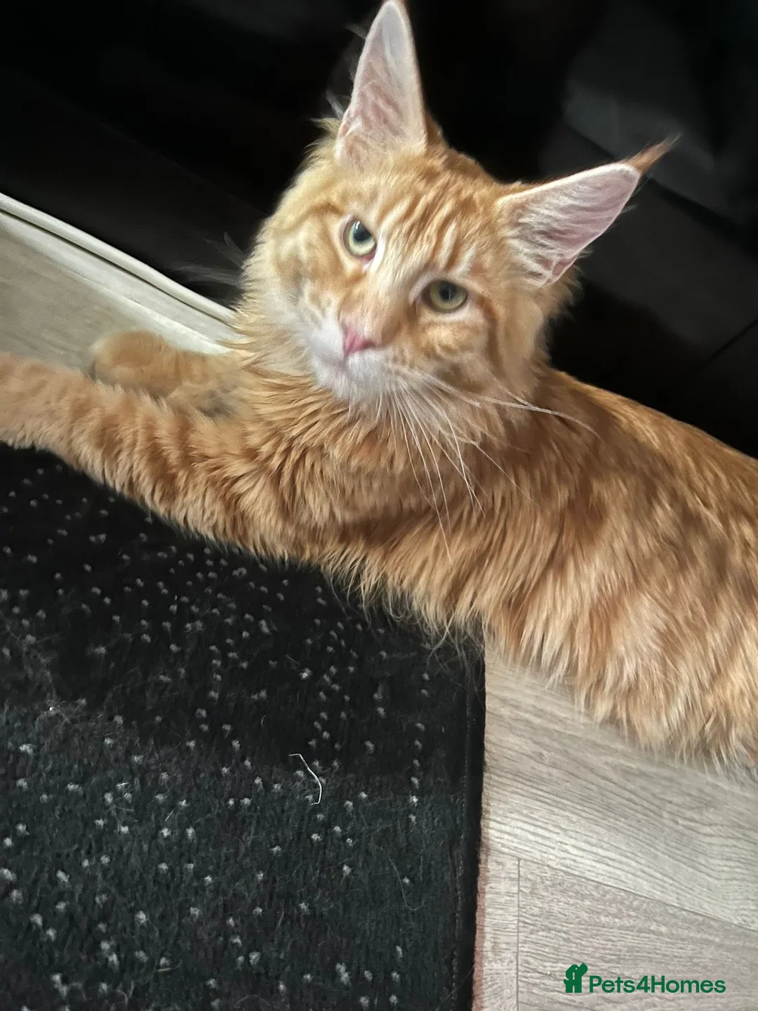 Maine Coon cats for sale: Maine Coon kittens - Advert 14