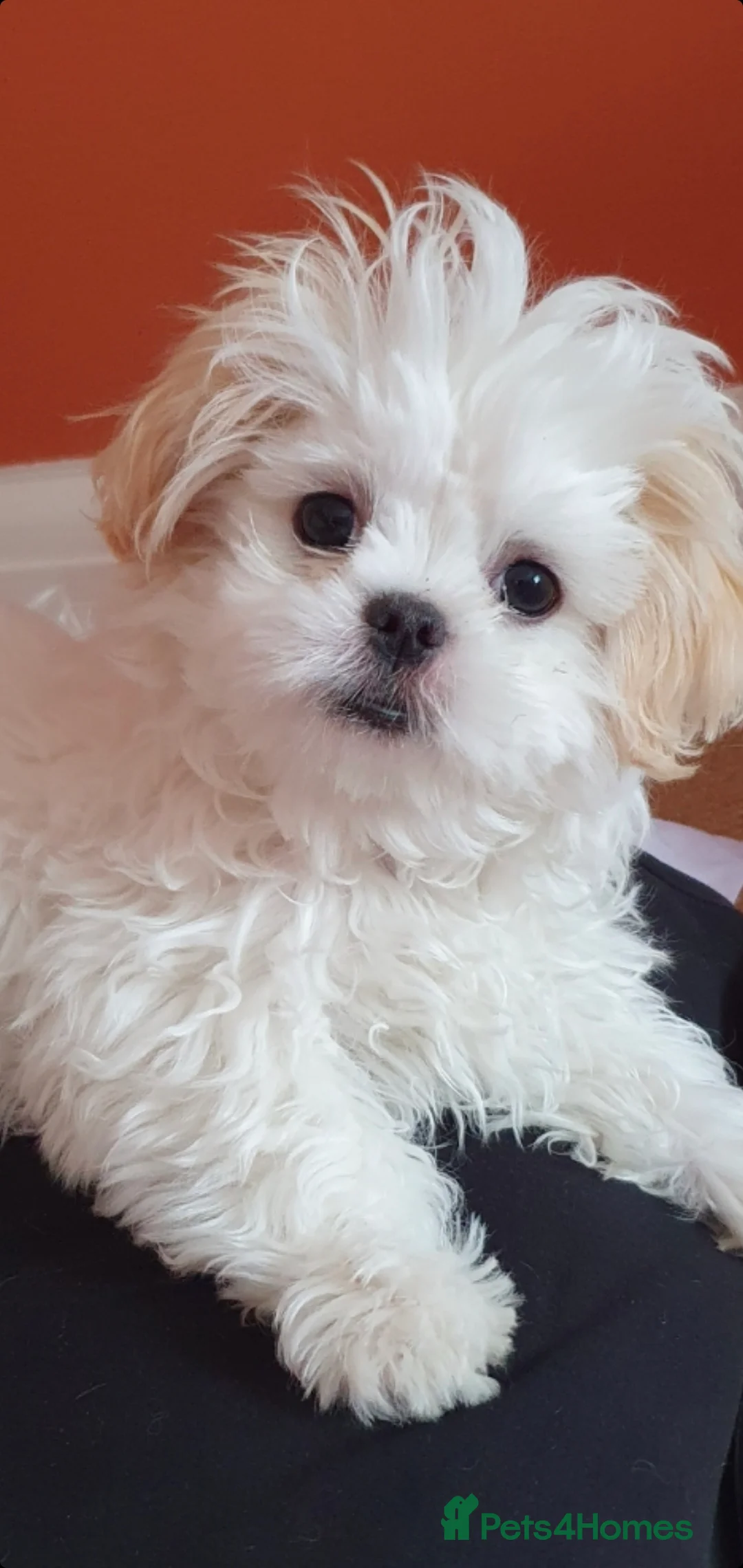 Shih Tzu dogs for stud: Shih Tzu experienced successful stud in Wembley - Advert 5