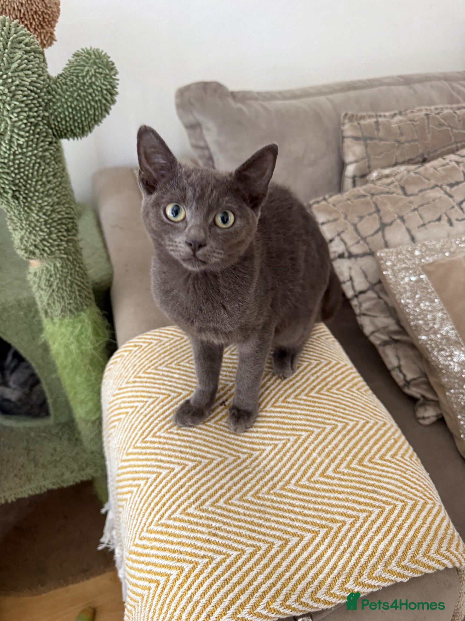 Mixed Breed cats for sale: One all grey girl left - price reduced  - Advert 3