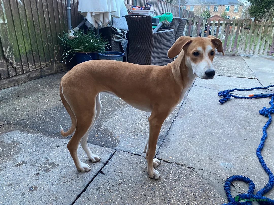 Mixed Breed dogs for sale: Beautiful pup  - Advert 1