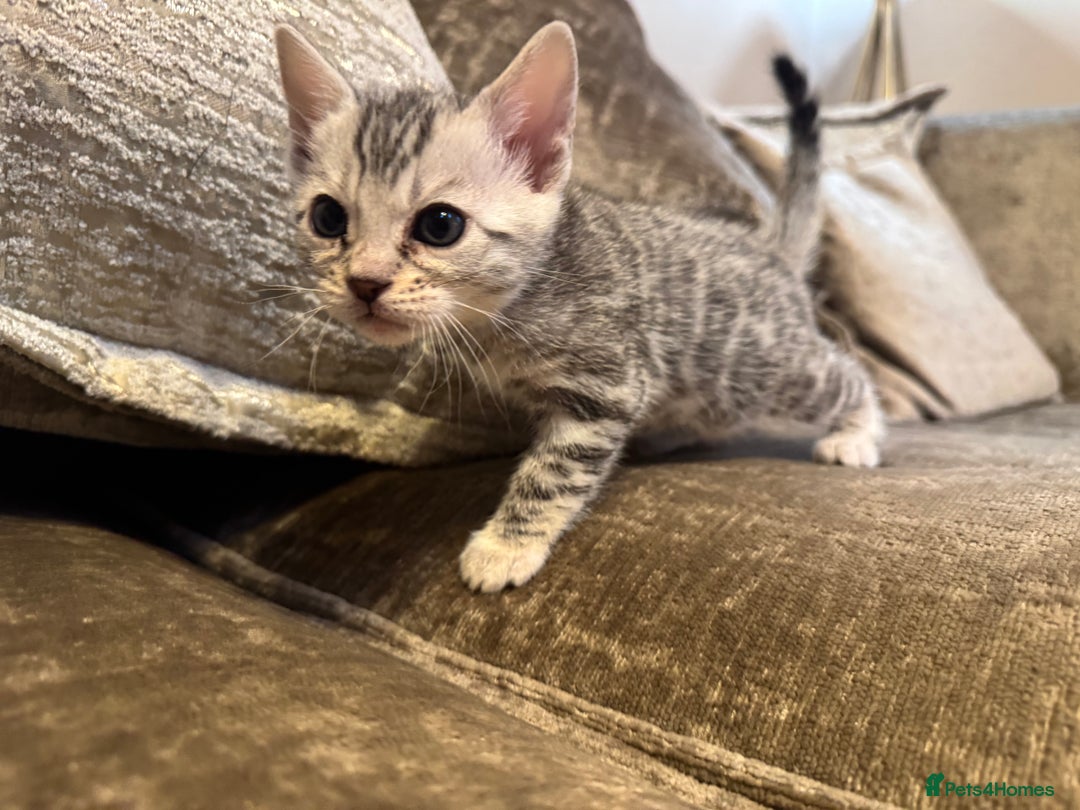 Bengal cats for sale: Exceptional TICA Registered Bengals- Champion Line - Advert 11