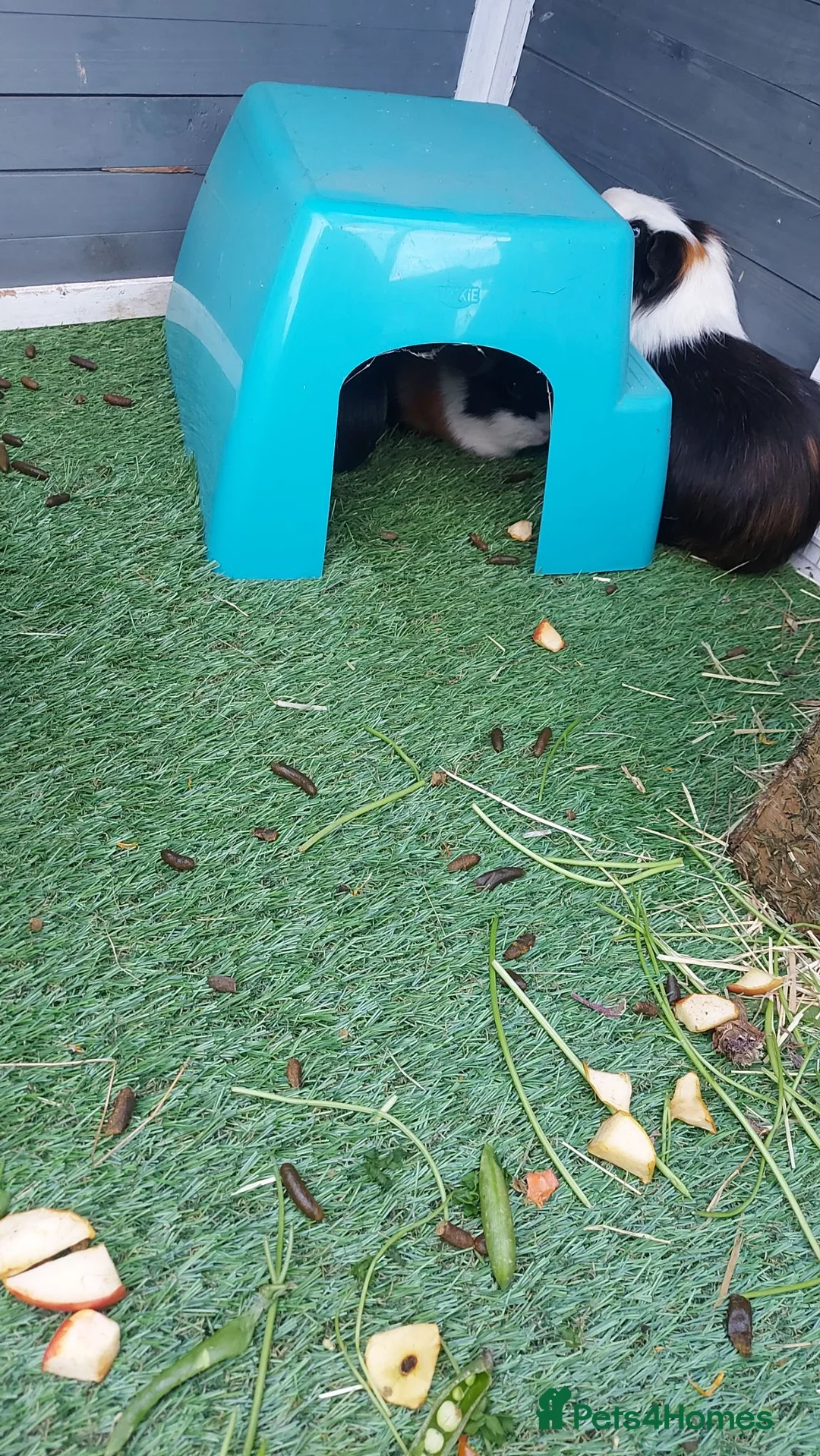 Guinea Pig rodents for sale: 3 gorgeous boy guinea pigs  in Wantage - Advert 4