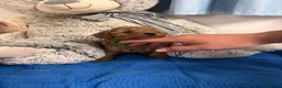 Miniature Poodle dogs for sale: 🐾 Adorable  Poodle Puppies for Sale! 🐾 - Advert 10