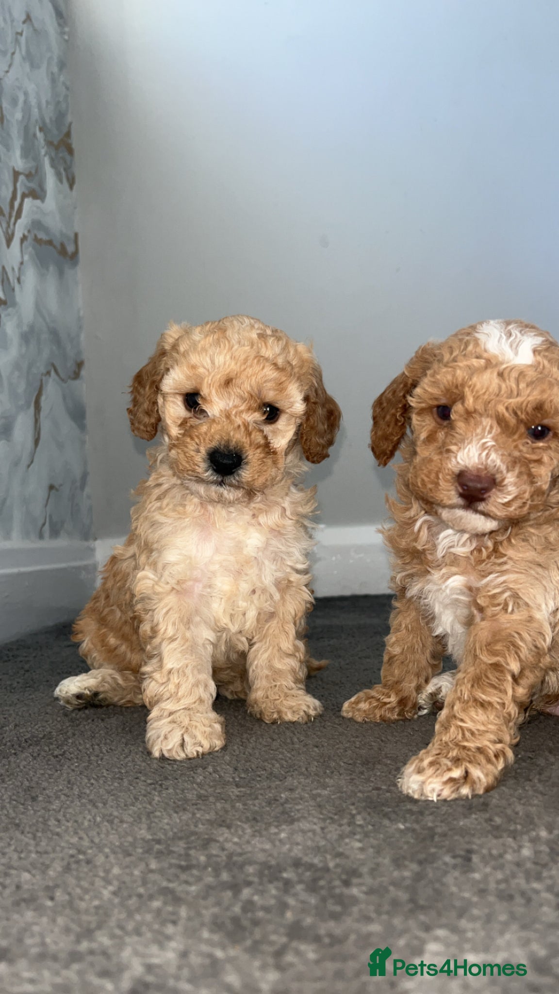 Cavapoo dogs F1B Cavapoos  - Advert 10