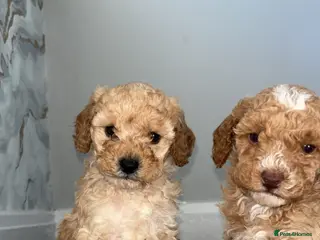 Cavapoo dogs F1B Cavapoos - Advert 10