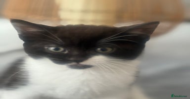 British Shorthair cats - Advert 1