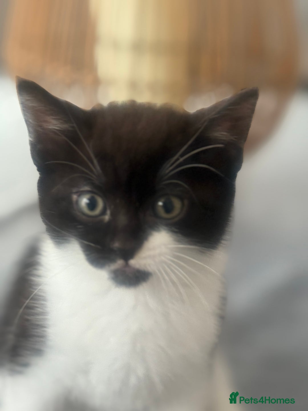 British Shorthair cats for sale: 4 kittens ready to go to there forever homes  - Image 3