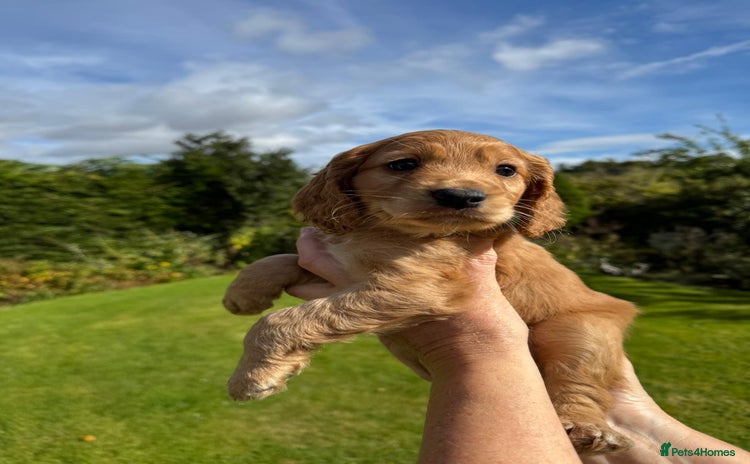 Cocker Spaniel dogs - Advert 5