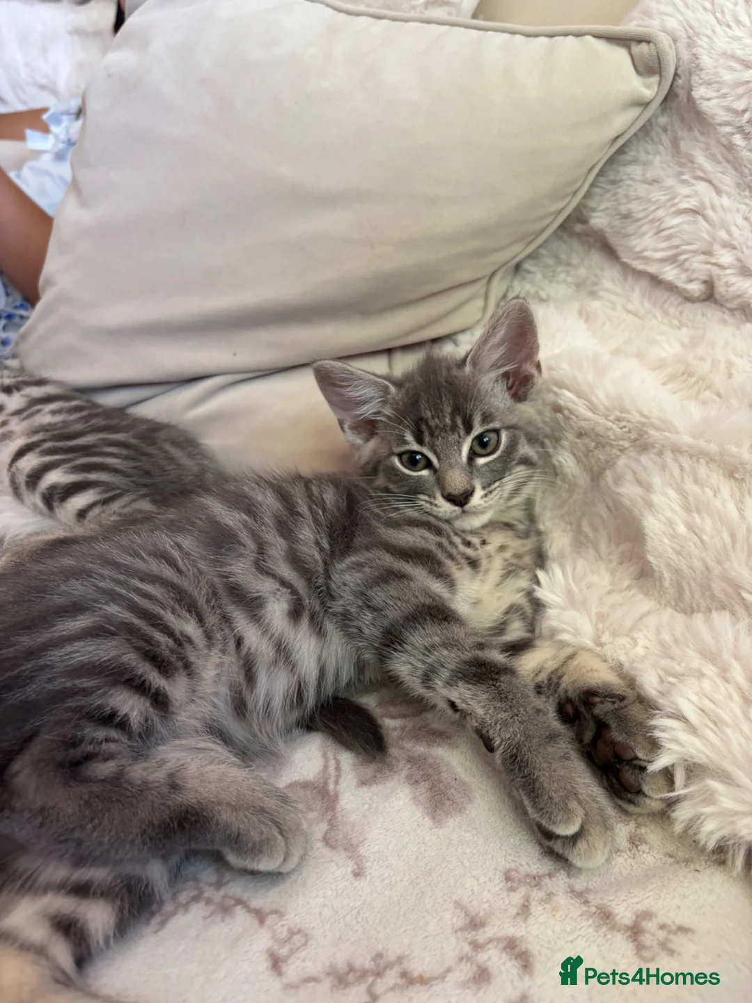 Mixed Breed cats for sale: One beautiful boy left 🩶 - Advert 1