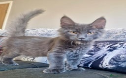 Maine Coon cats for sale: 🌟Ready now🌟 3 large Maine coons active available - Image 4