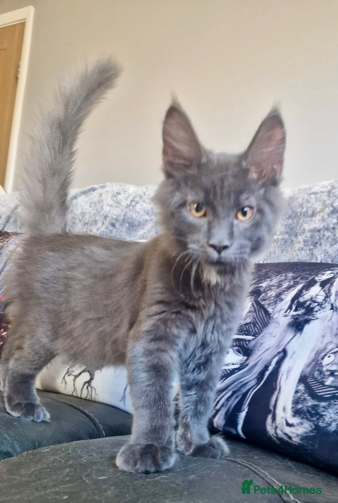 Maine Coon cats for sale: 🌟Ready now🌟 3 large Maine coons active available - Image 4