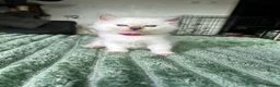 Ragdoll cats for sale: Ragdoll Kittens for Sale - Advert 2