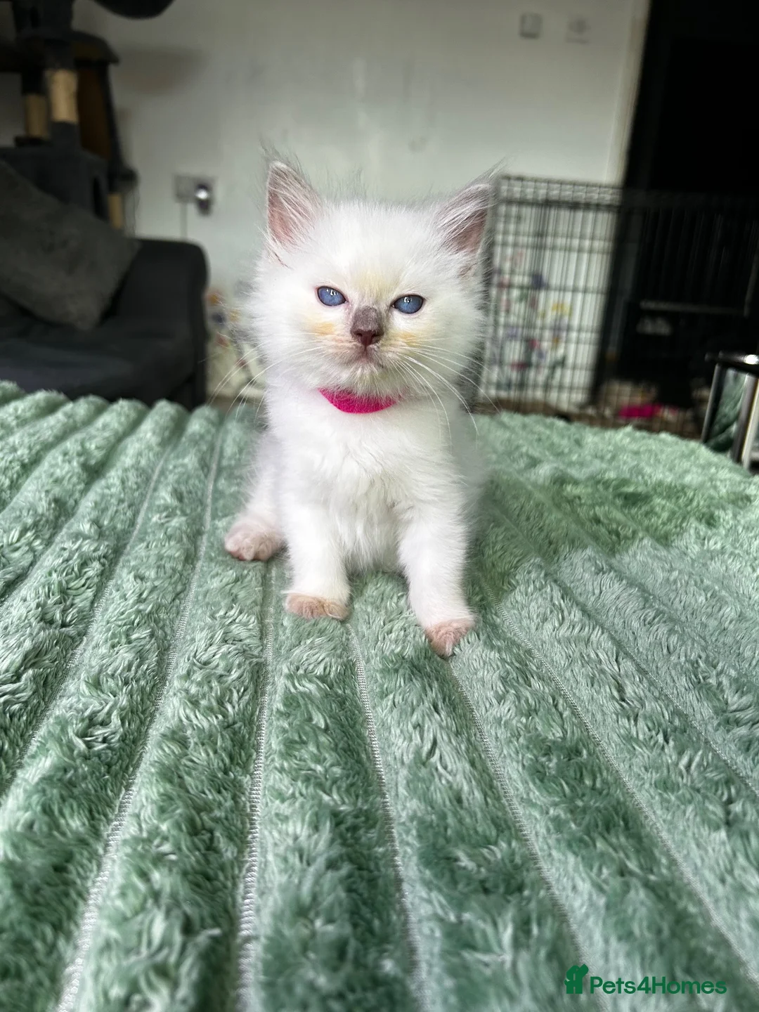 Ragdoll cats for sale: Ragdoll Kittens for Sale - Advert 2