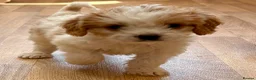 Cavapoo dogs for sale: F1b Cavapoo puppies! - Advert 11