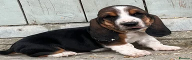 Basset Hound 3