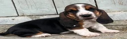 Basset Hound dogs for sale: KC Registered Basset Hound puppy for sale - Advert 18
