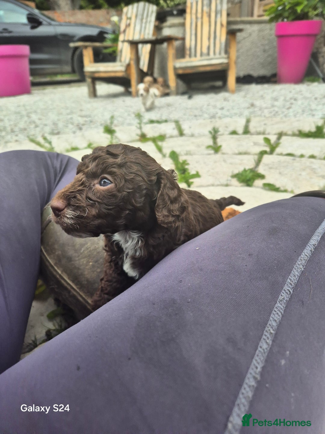 Cockapoo dogs for sale: Gorgeous Cockapoo puppies  - Image 5