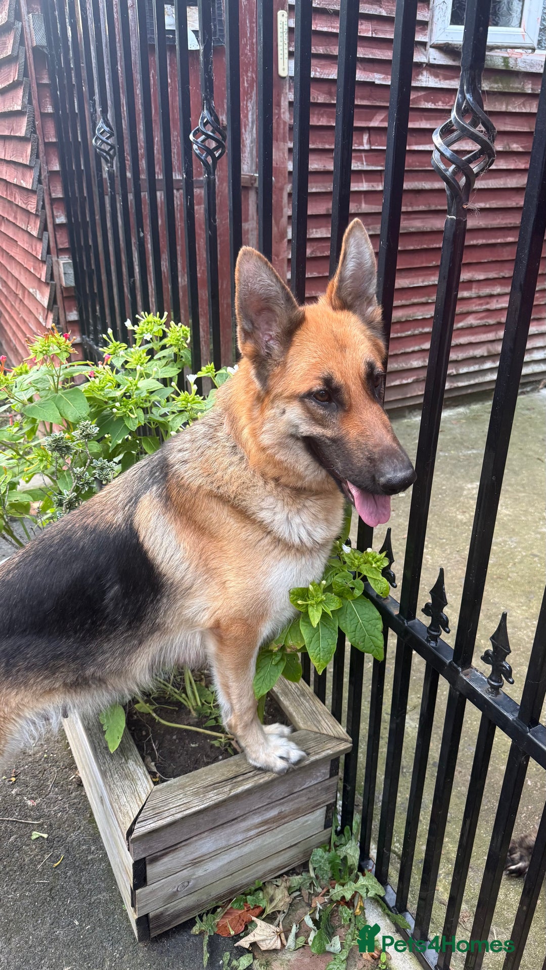 German Shepherd dogs for sale: Part of our love family ❤️ - Advert 13