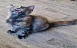 Maine Coon cats for sale: 🌟Ready now🌟 3 large Maine coons active available - Image 15