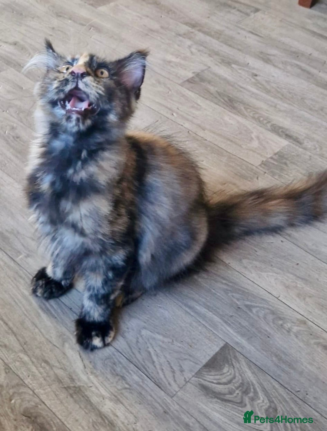 Maine Coon cats for sale: 🌟Ready now🌟 3 large Maine coons active available - Image 15