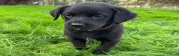 Mixed Breed dogs for sale: HUNTADOR PUPPIES READY FOR THEIR NEW HOMES!  - Advert 21