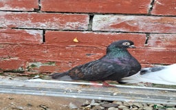 Pigeons birds for sale: 7 Pigeons for sale - Image 8