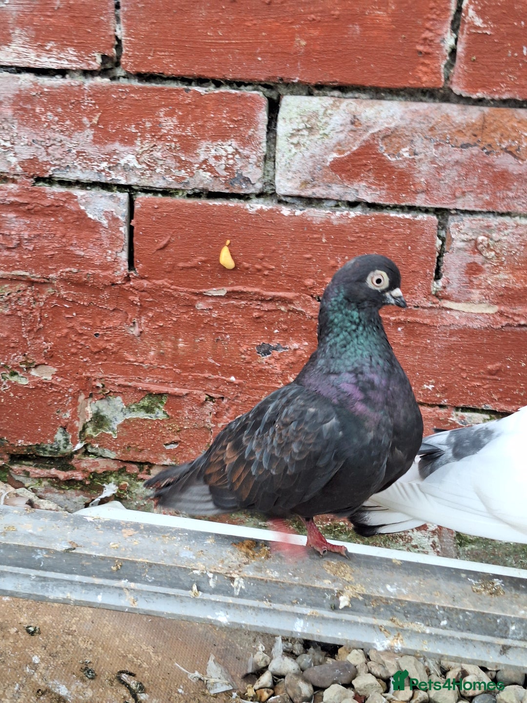 Pigeons birds for sale: 7 Pigeons for sale - Image 8