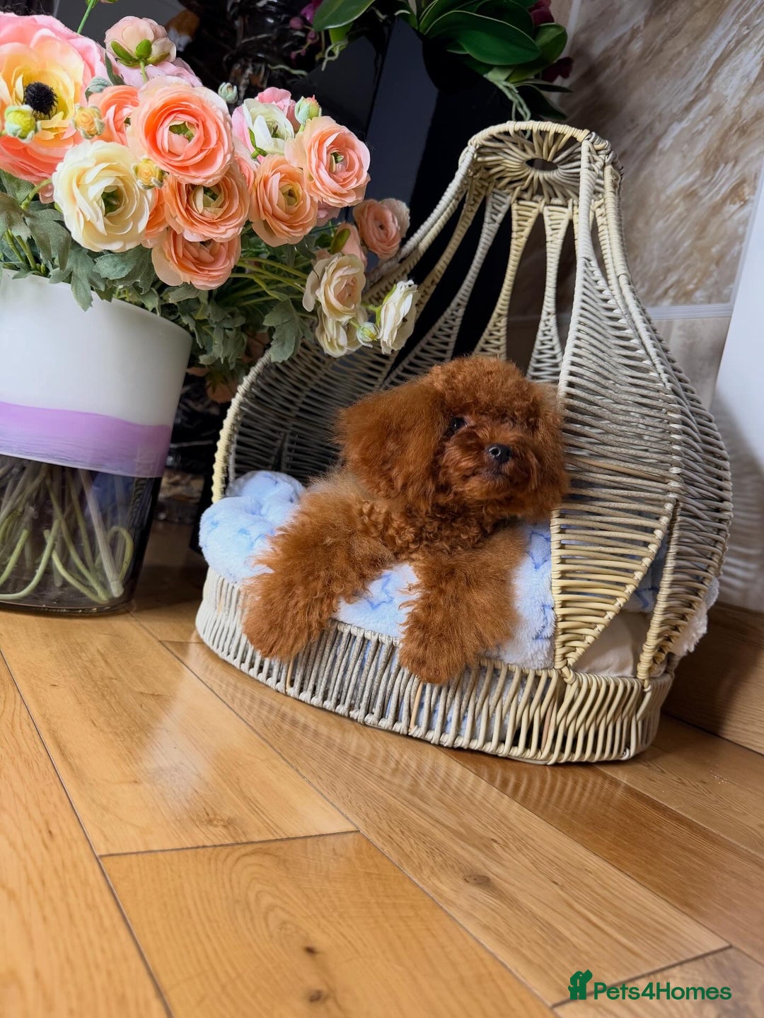 Toy Poodle dogs for sale: Asian micro poodle Boy - Image 24