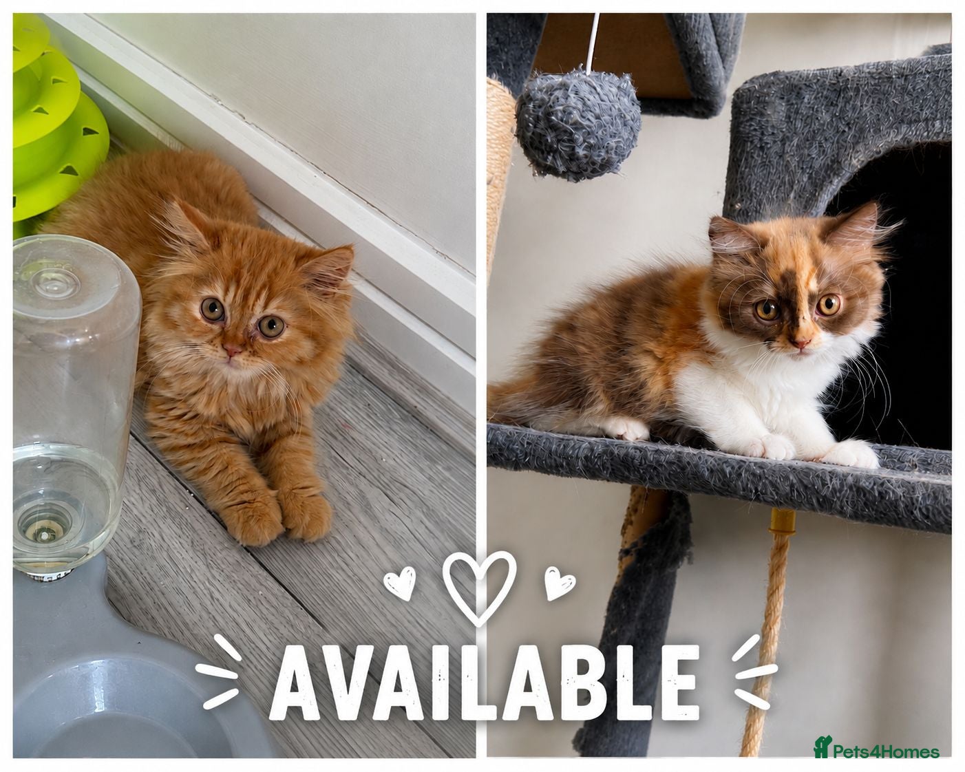 British Longhair cats Available now British Longhair kittens - TICA  - Advert 1