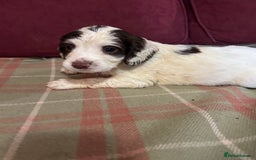 English Springer Spaniel dogs for sale: Stunning English springer spaniel  - Image 11